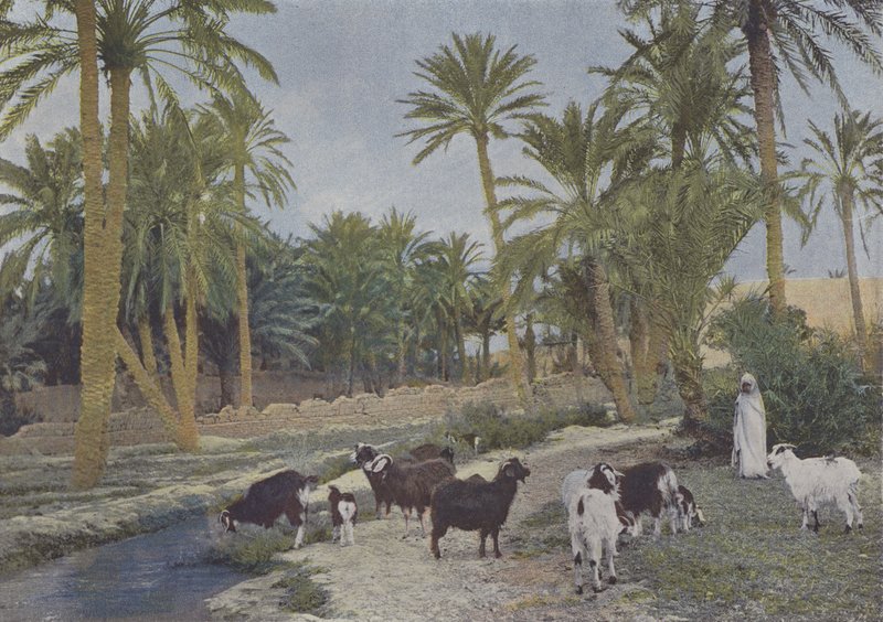 Oasis en Algerie (színes fotó) alkotó: (after) French Photographer