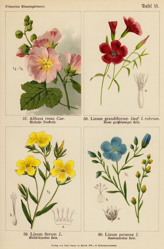 Althaea Rosea, Linum Grandiflorum, Linum Flavum, Linum Perenne (színes litográfia) alkotó: (after) German School