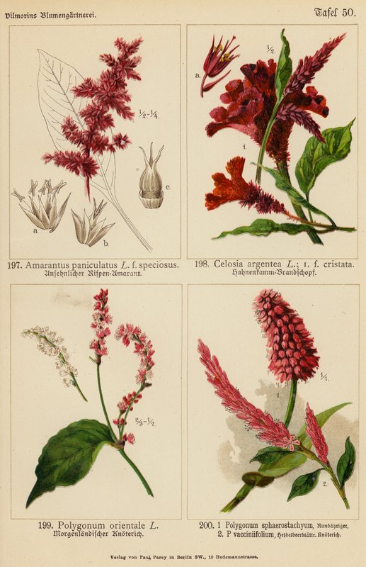 Amarantus Paniculatus, Celosia Argentea, Polygonum Orientale, Polygonum Sphaerostachyum, Polygonum Vacciniifolium (színes litográfia) alkotó: (after) German School