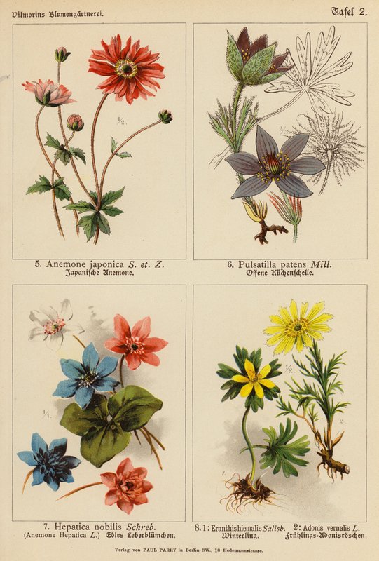 Anemone Japonica, Pulsatilla Patens, Hepatica Nobilis, Eranthis Hiemalis, Adonis Vernalis (színes litográfia) alkotó: (after) German School