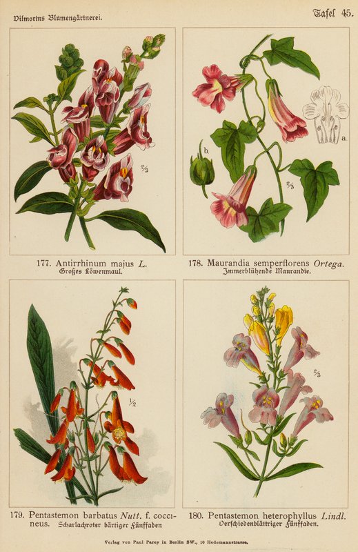 Antirrhinum Majus, Maurandia Semperflorens, Pentastemon Barbatus, Pentastemon Heterophyllus (színes litográfia) alkotó: (after) German School