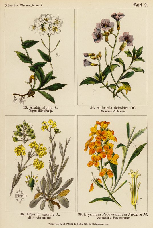Arabis Alpina, Aubrietia Deltoidea, Alyssum Saxatile, Erysimum Perowskianum (színes litográfia) alkotó: (after) German School