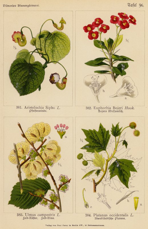 Aristolochia Sipho, Euphorbia Bojeri, Ulmus Campestris, Platanus Occidentalis (színes litográfia) alkotó: (after) German School