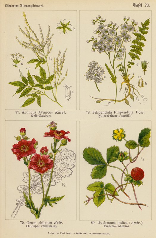 Aruncus Aruncus, Filipendula Filipendula, Geum Chilense, Duchesnea Indica (színes litó) alkotó: (after) German School