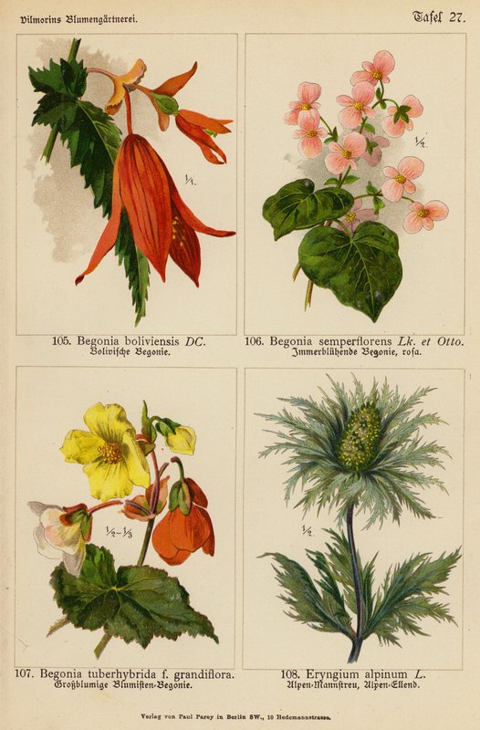 Begonia Boliviensis, Begonia Semperflorens, Begonia Tuberhybrida, Eryngium Alpinum (színes litográfia) alkotó: (after) German School