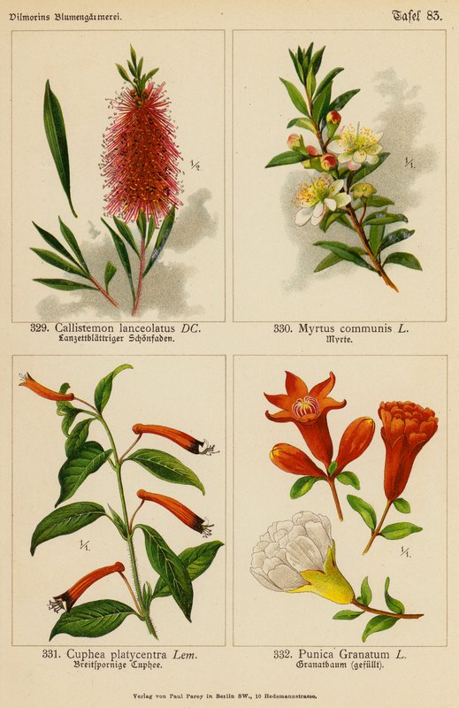 Callistemon Lanceolatus, Myrtus Communis, Cuphea Platycentra, Punica Granatum (színes litográfia) alkotó: (after) German School