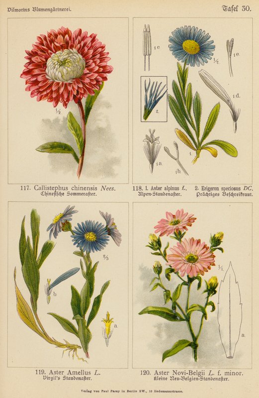 Callistephus Chinensis, Aster Alpinus, Erigeron Speciosus, Aster Amellus, Aster Novi-Belgii (színes litográfia) alkotó: (after) German School