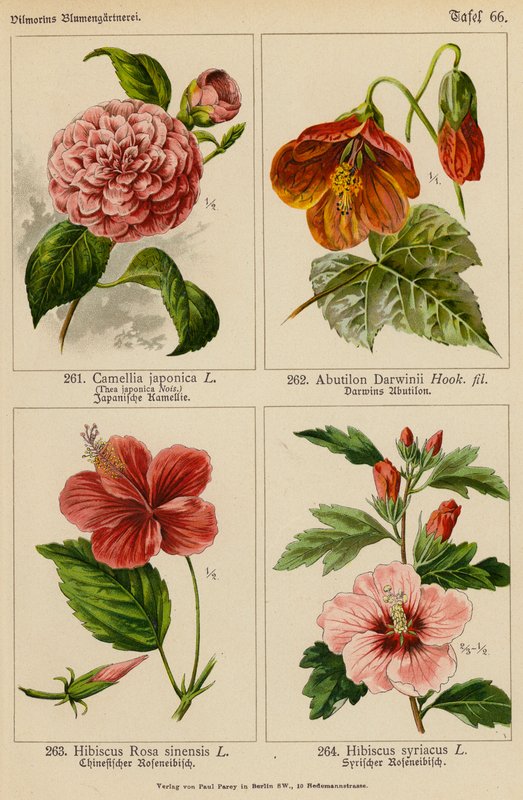 Camellia Japonica, Abutilon Darwinii, Hibiscus Rosa Sinensis, Hibiscus Syriacus (színes litográfia) alkotó: (after) German School