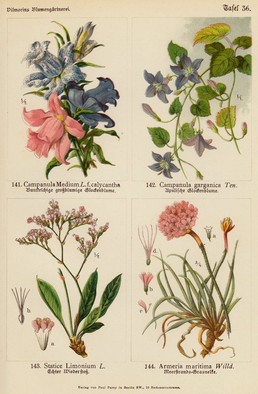 Campanula Medium, Campanula Garganica, Statice Limonium, Armeria Maritima (színes litográfia) alkotó: (after) German School