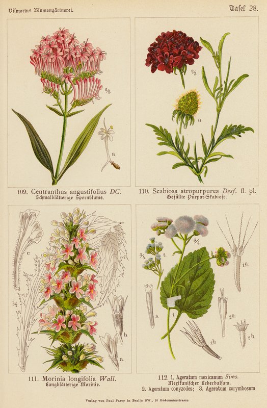 Centranthus Angustifolius, Scabiosa Atropurpurea, Morinia Longifolia, Ageratum Mexicanum, Ageratum Conyzodes, Ageratum Corymbosum (színes litográfia). alkotó: (after) German School