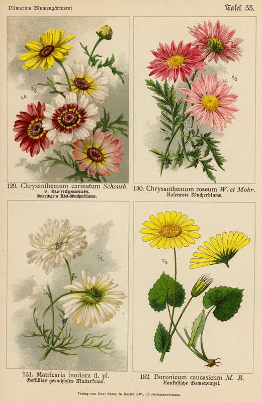Chrysanthemum Carinatum, Chrysanthemum Roseum, Matricaria Inodora, Doronicum Caucasicum (színes litográfia) alkotó: (after) German School