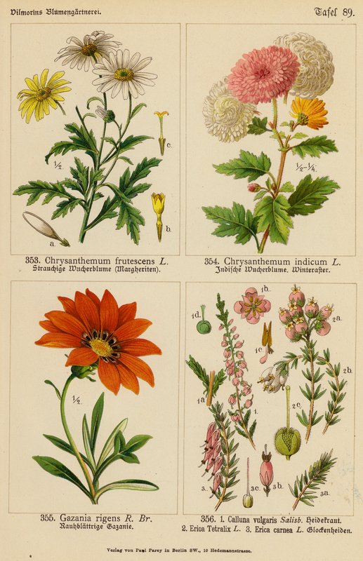 Chrysanthemum Frutescens, Chrysanthemum Indicum, Gazania Rigens, Calluna Vulgaris, Erica Tetralix, Erica Carnea (színes litográfia) alkotó: (after) German School