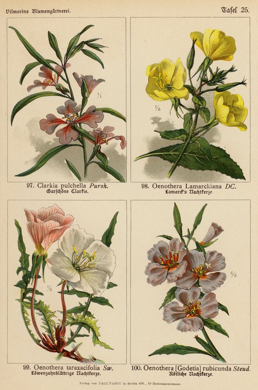 Clarkia Pulchella, Oenothera Lamarckiana, Oenothera Taraxacifolia, Oenothera (Godetia) Rubicunda (színes litó) alkotó: (after) German School
