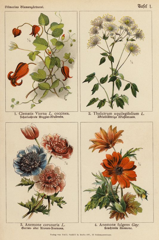 Clematis Viorna, Thalictrum Aquilegifolium, Anemone Coronaria, Anemone Fulgens (színes litográfia) alkotó: (after) German School