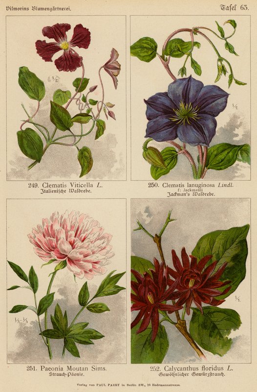 Clematis Viticella, Clematis Lanuginosa, Paeonia Moutan Sims, Calycanthus Floridus (színes litográfia) alkotó: (after) German School