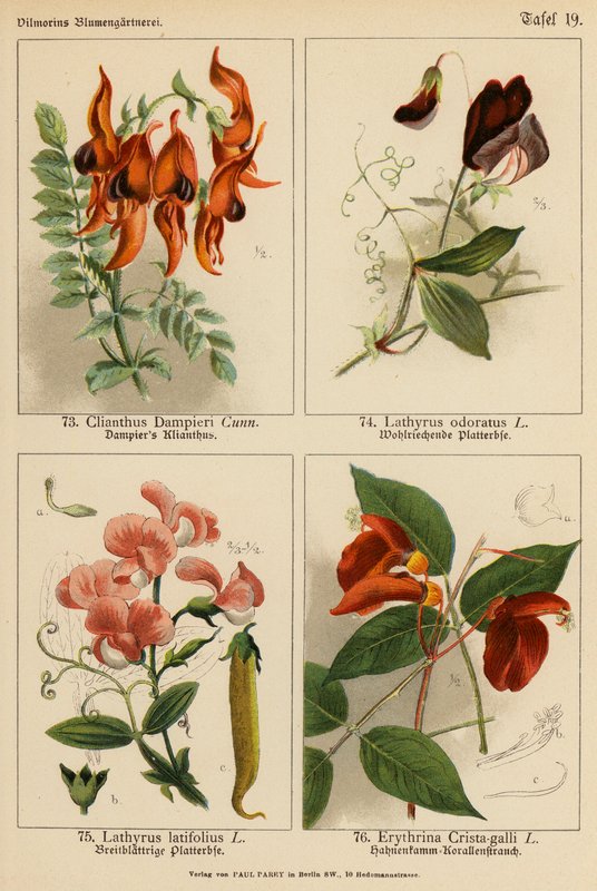 Clianthus Dampieri, Lathyrus Odoratus, Lathyrus Latifolius, Erythrina Crista-galli (színes litográfia) alkotó: (after) German School