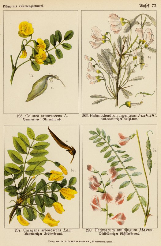 Colutea Arborescens, Halimodendron Argenteum, Caragana Arborescens, Hedysarum Multijugum (színes litográfia) alkotó: (after) German School