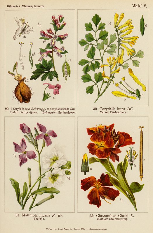 Corydalis cava, Corydalis solida, Corydalis lutea, Matthiola incana, Cheiranthus cheiri (színes litho) alkotó: (after) German School