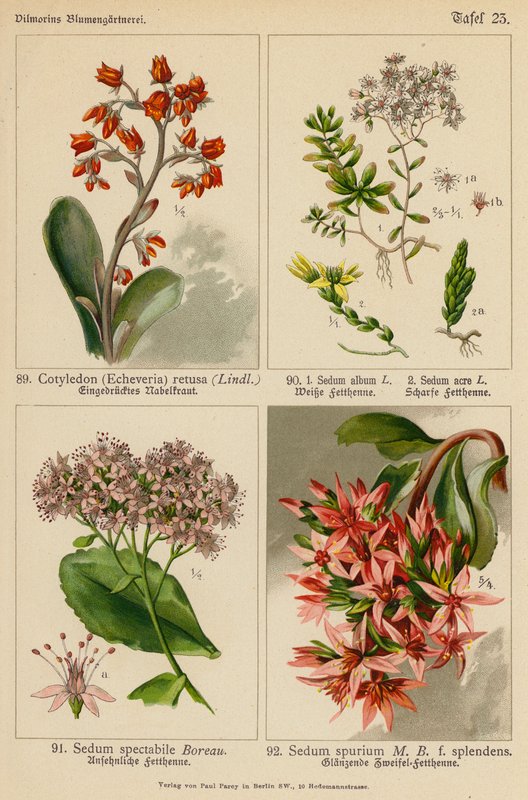 Cotyledon (Echeveria) Retusa, Sedum Album, Sedum Acre, Sedum Spectabile, Sedum Spurium (színes litho) alkotó: (after) German School