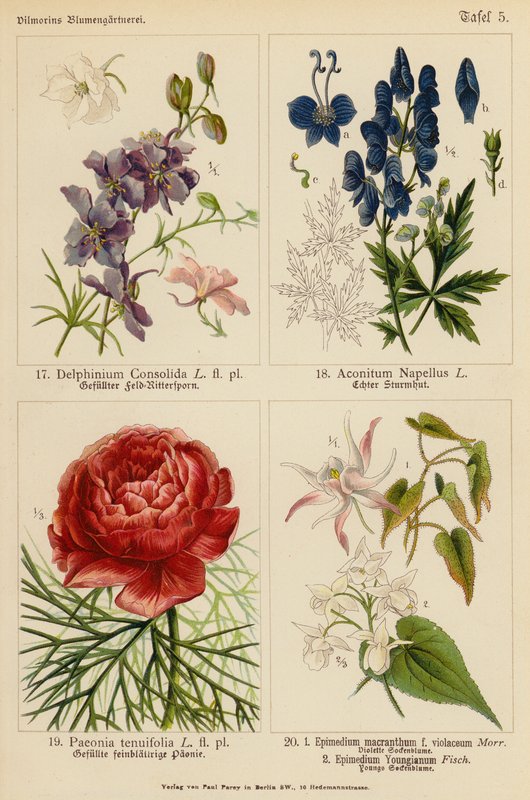 Delphinium Consolida, Aconitum Napellus, Paeonia Tenuifolia, Epimedium Macranthum F Violaceum, Epimedium Youngianum (színes litográfia) alkotó: (after) German School