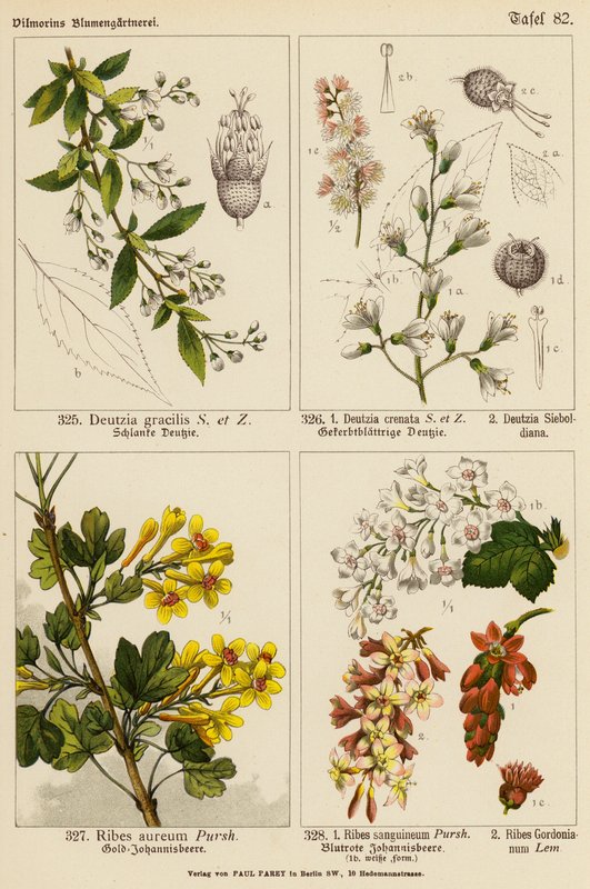 Deutzia Gracilis, Deutzia Crenata, Deutzia Sieboldiana, Ribes Aureum, Ribes Sanguineum, Ribes Gordonianum (színes litográfia) alkotó: (after) German School