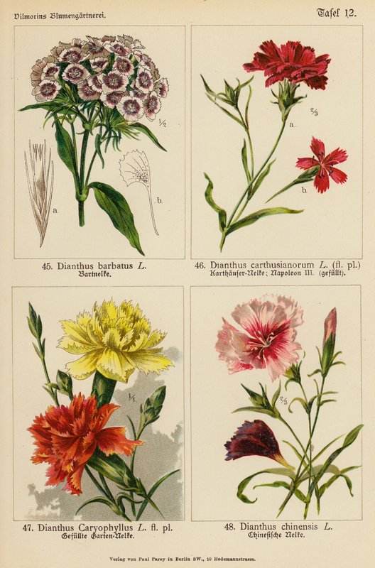 Dianthus Barbatus, Dianthus Carthusianorum, Dianthus Caryophyllus, Dianthus Chinensis (színes litográfia) alkotó: (after) German School