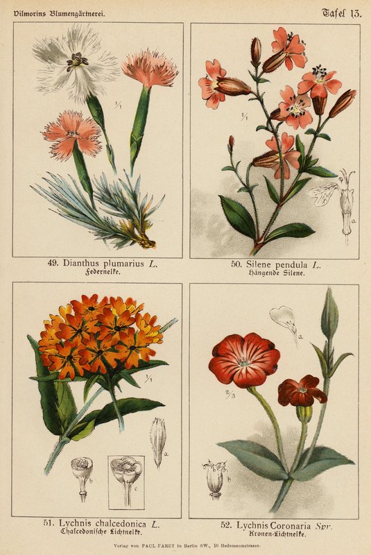Dianthus Plumarius, Silene Pendula, Lychnis Chalcedonica, Lychnis Coronaria (színes litográfia) alkotó: (after) German School