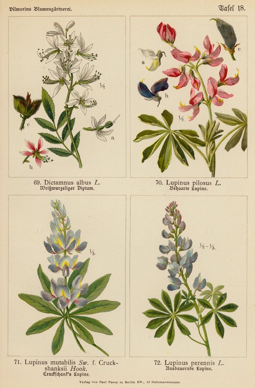 Dictamnus Albus, Lupinus Pilosus, Lupinus Mutabilis, Lupinus Perennis (színes litográfia) alkotó: (after) German School