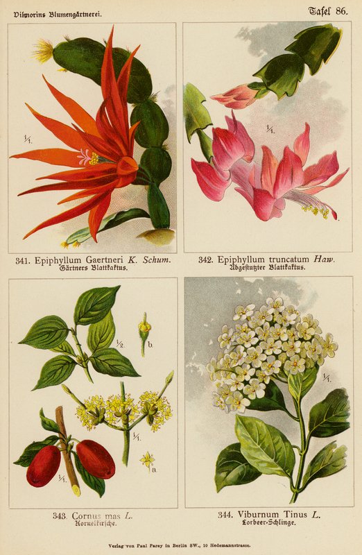 Epiphyllum Gaertneri, Epiphyllum Truncatum, Cornus Mas, Viburnum Tinus (színes litográfia) alkotó: (after) German School