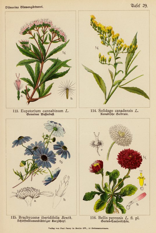 Eupatorium Cannabinum, Solidago Canadensis, Brachycome Iberidifolia, Bellis Perennis (színes litográfia) alkotó: (after) German School