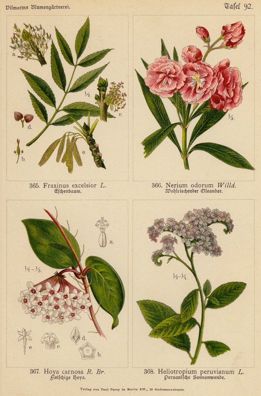 Fraxinus Excelsior, Nerium Odorum, Hoya Carnosa, Heliotropium Peruvianum (színes litográfia) alkotó: (after) German School