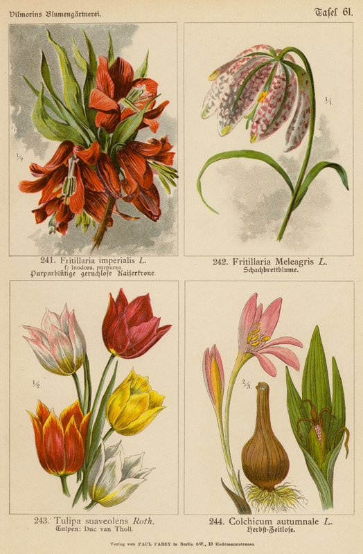 Fritillaria Imperialis, Fritillaria Meleagris, Tulipa Suaveolens, Colchicum Autumnale (színes litográfia) alkotó: (after) German School