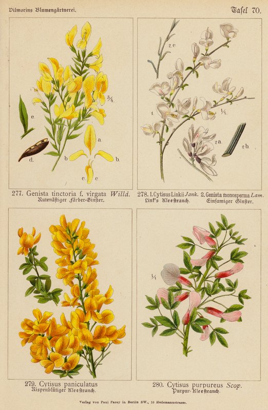 Genista Tinctoria, Cytisus Linkii, Genista Monosperma, Cytisus Paniculatus, Cytisus Purpureus (színes litográfia) alkotó: (after) German School