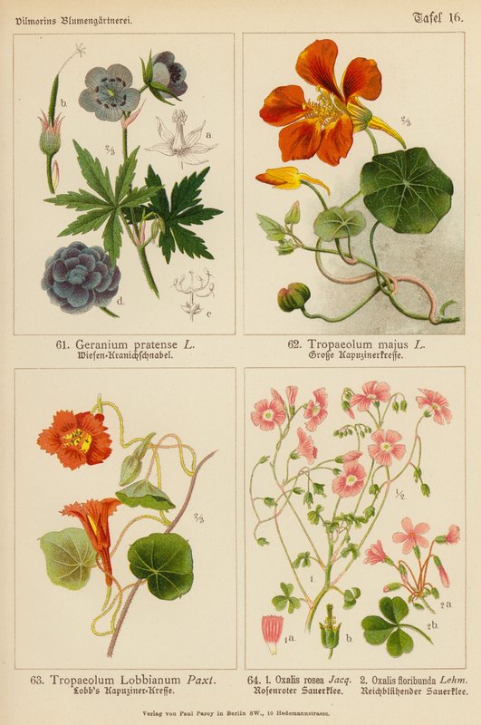 Geranium Pratense, Tropaeolum Majus, Tropaeolum Lobbianum, Oxalis Rosea, Oxalis Floribunda (színes litho) alkotó: (after) German School