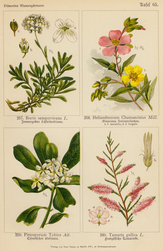 Iberis Sempervirens, Helianthemum Chamaecistus, Pittosporum Tobira, Tamarix Gallica (színes litográfia) alkotó: (after) German School