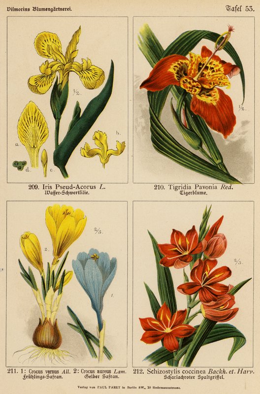 Iris Pseud-Acorus, Tigridia Pavonia, Crocus Vernus, Crocus Aureus, Schizostylis Coccinea (színes litó) alkotó: (after) German School