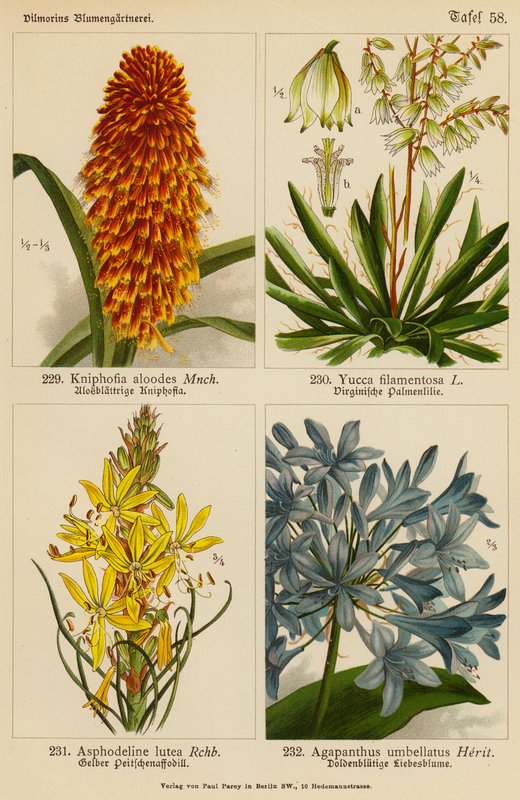 Kniphofia Aloodes, Yucca Filamentosa, Asphodeline Lutea, Agapanthus Umbellatus (színes litográfia) alkotó: (after) German School