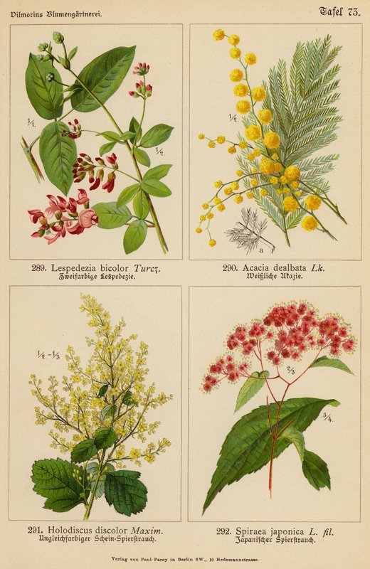 Lespedezia Bicolor, Acacia Dealbata, Holodiscus Discolor, Spiraea Japonica (színes litográfia) alkotó: (after) German School