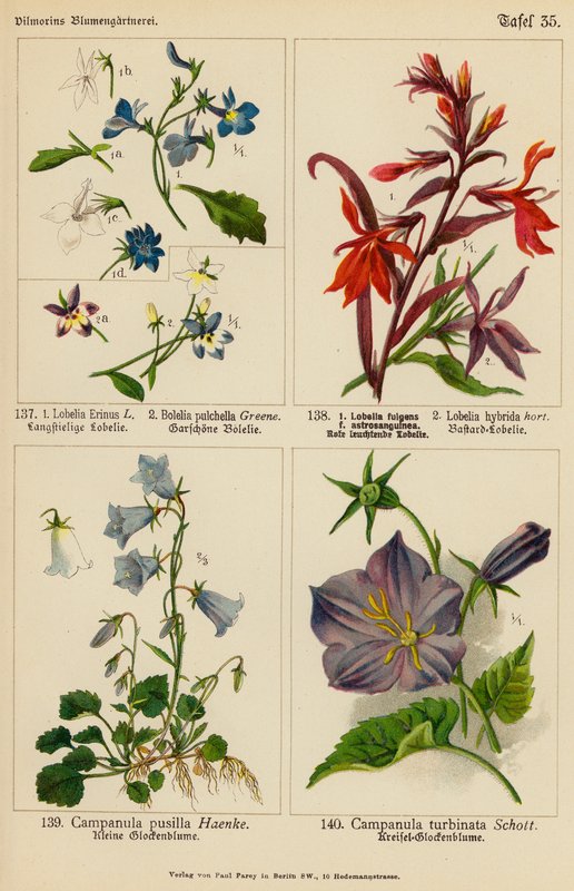 Lobelia Erinus, Bolelia Pulchella, Lobelia Fulgens, Lobelia Hybrida, Campanula Pusilla, Campanula Turbinata (színes litográfia) alkotó: (after) German School