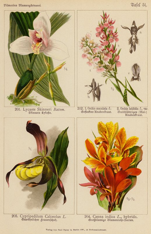 Lycaste Skinneri, Orchis Maculata, Orchis Latifolia, Cypripedilum Calceolus, Canna Indica (színes litó) alkotó: (after) German School
