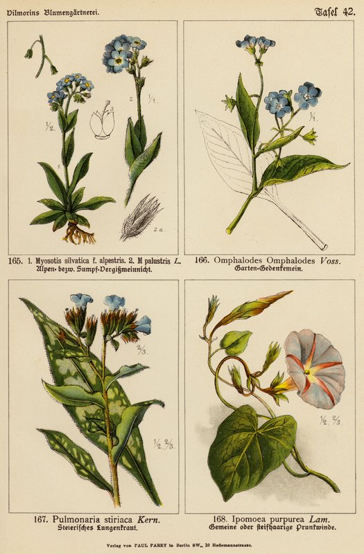 Myosotis silvatica, Myosotis palustris, Omphalodes omphalodes, Pulmonaria stiriaca, Ipomoea purpurea (színes litho) alkotó: (after) German School