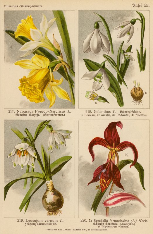 Narcissus Pseudo-Narcissus, Galanthus, Leucojum Vernum, Sprekelia Formosissima (színes litográfia) alkotó: (after) German School