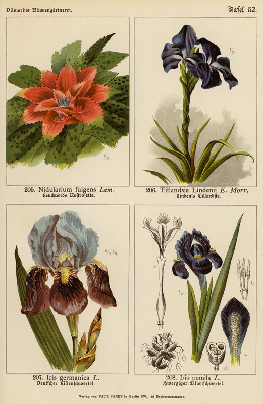 Nidularium Fulgens, Tillandsia Lindenii, Iris Germanica, Iris Pumila (színes litó) alkotó: (after) German School