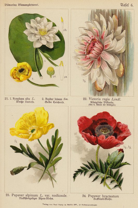 Nymphaea Alba, Nuphar Luteum, Victoria Regia, Papaver Alpinum, Papaver Bracteatum (színes litográfia) alkotó: (after) German School