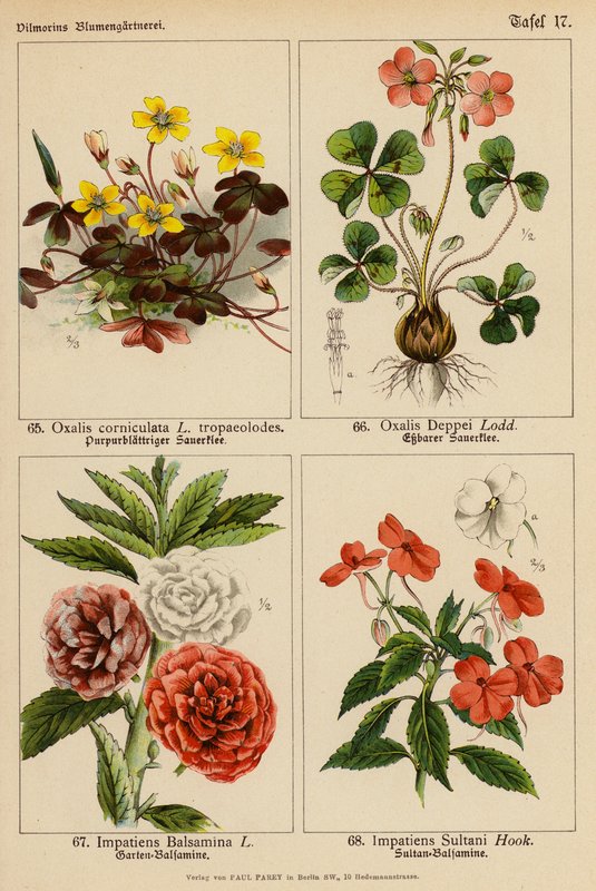 Oxalis Corniculata, Oxalis Deppei, Impatiens Balsamina, Impatiens Sultani (színes litográfia) alkotó: (after) German School
