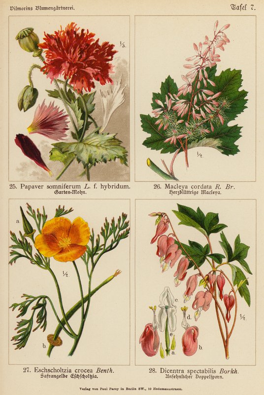 Papaver Somniferum, Macleya Cordata, Eschscholtzia Crocea, Dicentra Spectabilis (színes litográfia) alkotó: (after) German School