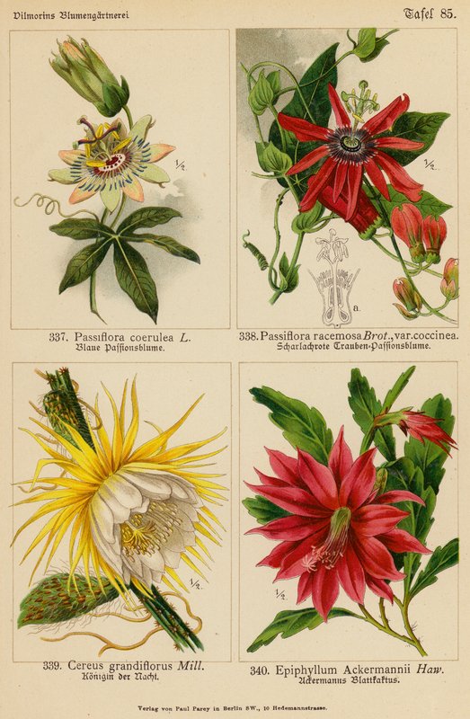 Passiflora Coerulea, Passiflora Racemosa, Cereus Grandiflorus, Epiphyllum Ackermannii (színes litó) alkotó: (after) German School