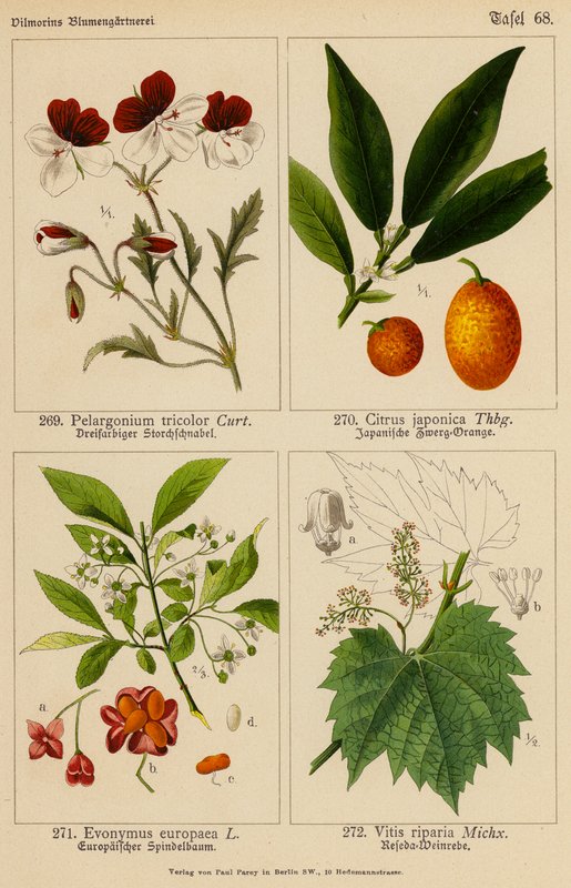 Pelargonium Tricolor, Citrus Japonica, Evonymus Europaea, Vitis Riparia (színes litográfia) alkotó: (after) German School