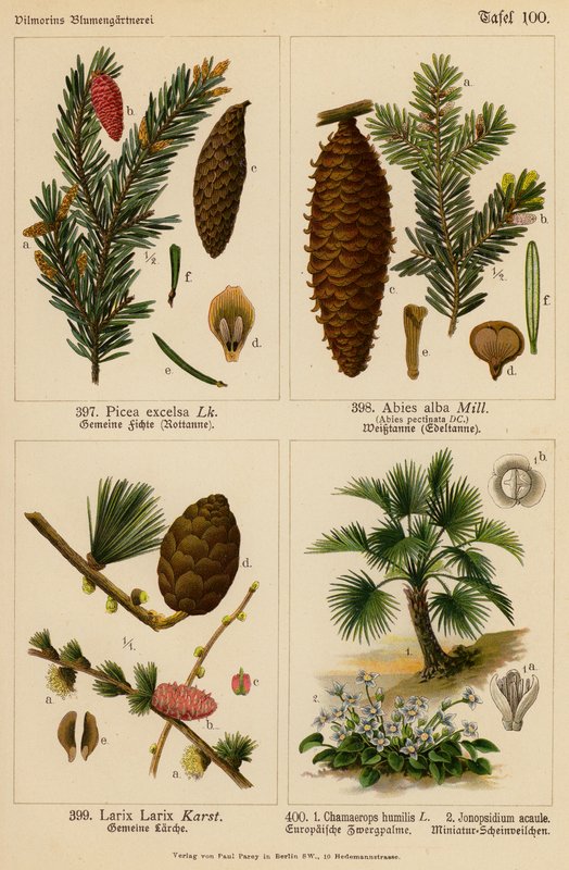 Picea Excelsa, Abies Alba, Larix Larix, Chamaerops Humilis, Jonopsidium Acaule (színes litográfia) alkotó: (after) German School