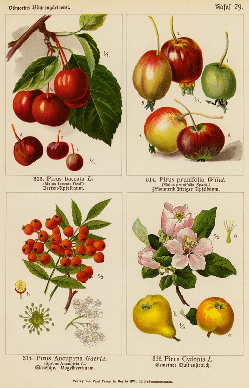 Pirus Baccata, Pirus Prunifolia, Pirus Aucuparia, Pirus Cydonia (színes litográfia) alkotó: (after) German School